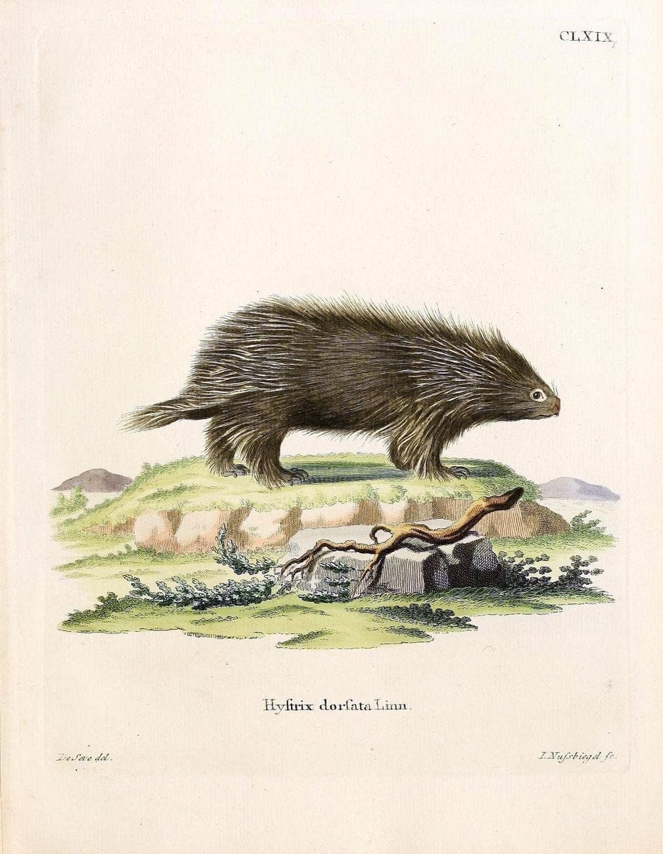 Die SÃ¤ugthiere in Abbildungen nach der Natur /.Erlangen :Expedition des Schreber'schen sÃ¤ugthier- und des Esper'schen Schmetterlingswerkes [etc.,1774]-1846.. |  | Vintage Print Reproduction 473332