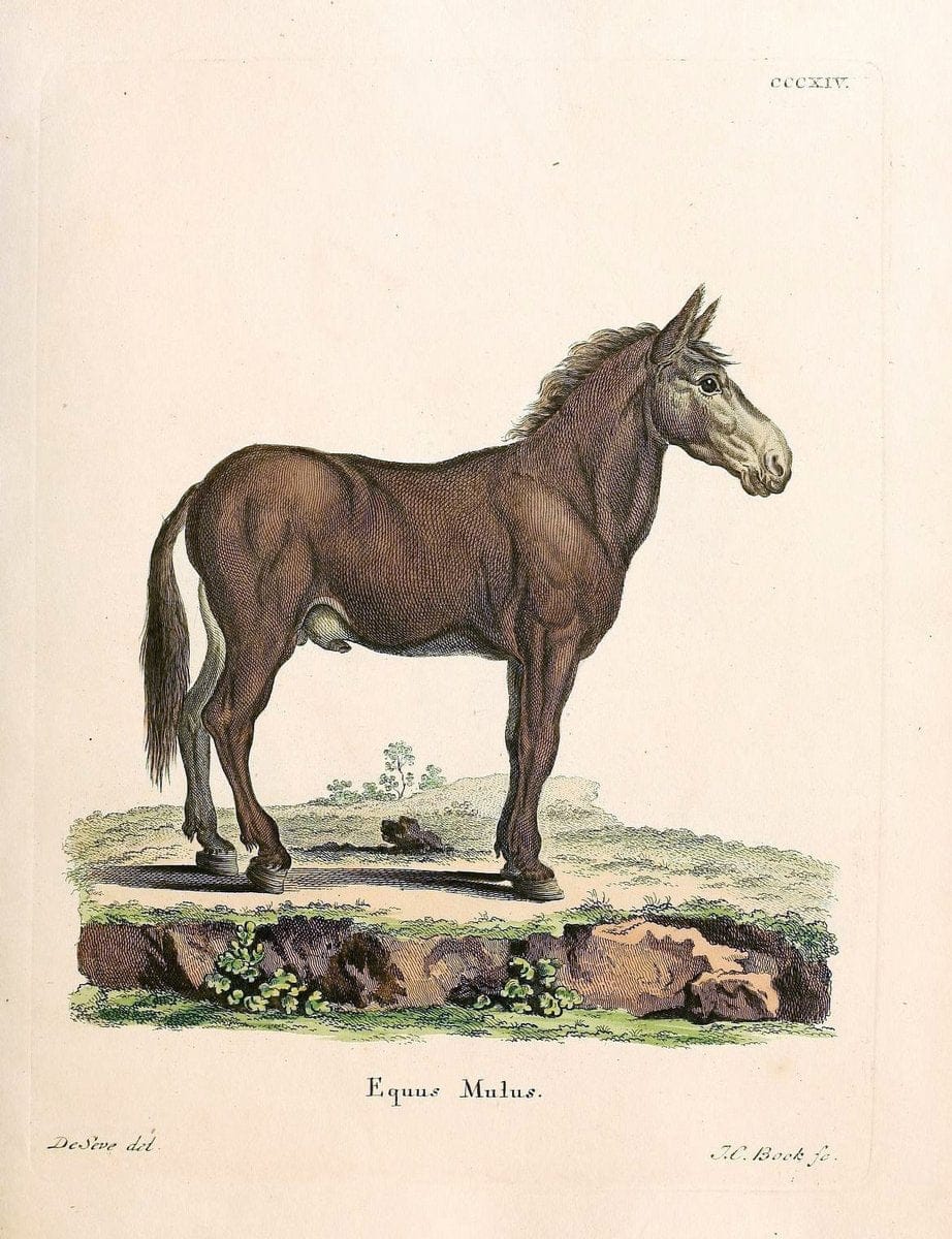 Die SÃ¤ugthiere in Abbildungen nach der Natur /.Erlangen :Expedition des Schreber'schen sÃ¤ugthier- und des Esper'schen Schmetterlingswerkes [etc.,1774]-1846.. |  | Vintage Print Reproduction 473333