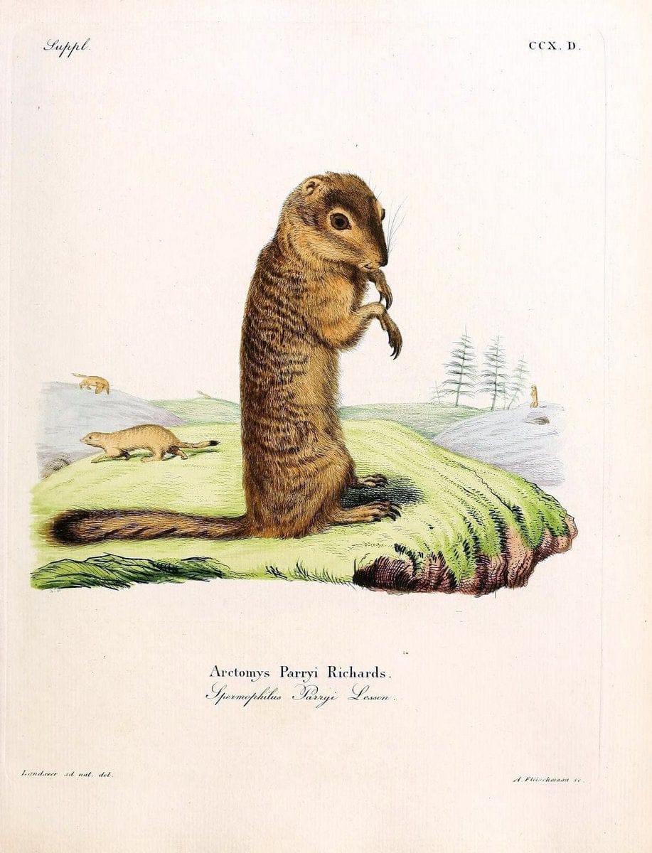 Die SÃ¤ugthiere in Abbildungen nach der Natur /.Erlangen :Expedition des Schreber'schen sÃ¤ugthier- und des Esper'schen Schmetterlingswerkes [etc.,1774]-1846.. |  | Vintage Print Reproduction 473334