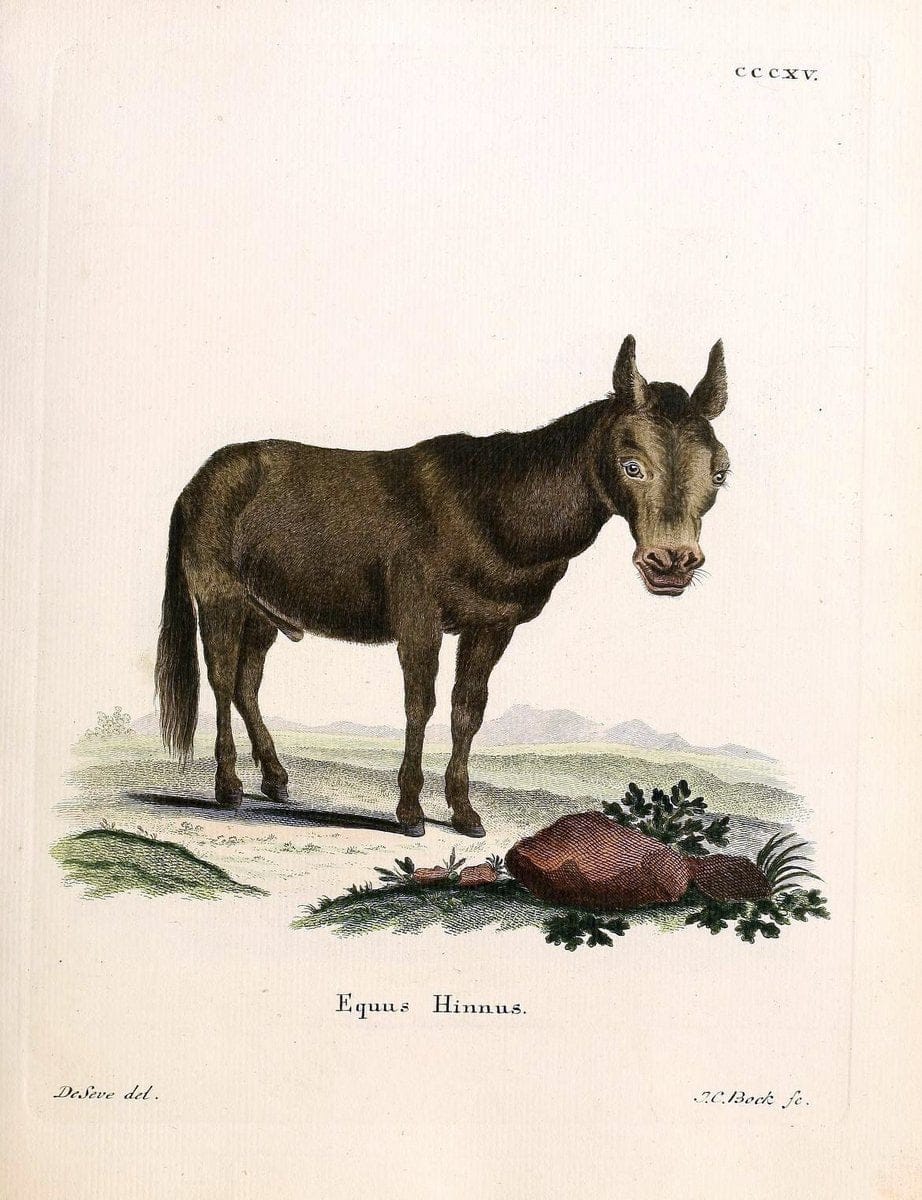 Die SÃ¤ugthiere in Abbildungen nach der Natur /.Erlangen :Expedition des Schreber'schen sÃ¤ugthier- und des Esper'schen Schmetterlingswerkes [etc.,1774]-1846.. |  | Vintage Print Reproduction 473335