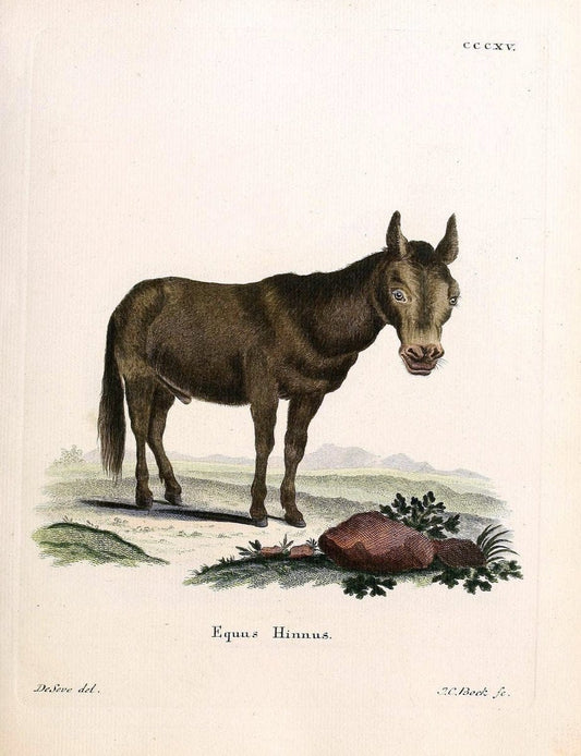 Die SÃ¤ugthiere in Abbildungen nach der Natur /.Erlangen :Expedition des Schreber'schen sÃ¤ugthier- und des Esper'schen Schmetterlingswerkes [etc.,1774]-1846.. |  | Vintage Print Reproduction 473335