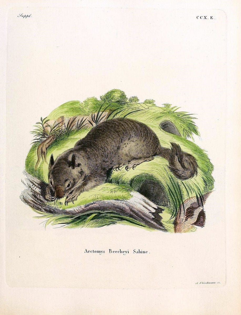 Die SÃ¤ugthiere in Abbildungen nach der Natur /.Erlangen :Expedition des Schreber'schen sÃ¤ugthier- und des Esper'schen Schmetterlingswerkes [etc.,1774]-1846.. |  | Vintage Print Reproduction 473336