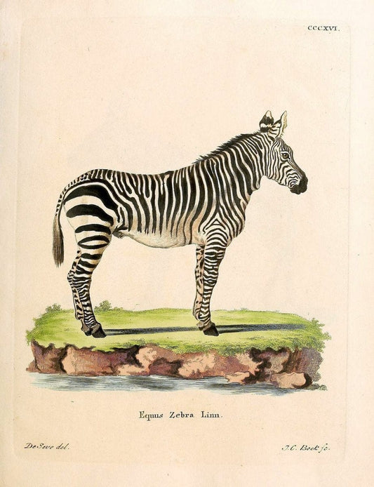 Die SÃ¤ugthiere in Abbildungen nach der Natur /.Erlangen :Expedition des Schreber'schen sÃ¤ugthier- und des Esper'schen Schmetterlingswerkes [etc.,1774]-1846.. |  | Vintage Print Reproduction 473337
