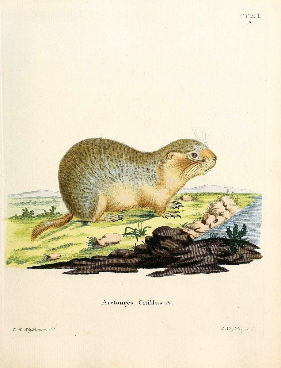 Die SÃ¤ugthiere in Abbildungen nach der Natur /.Erlangen :Expedition des Schreber'schen sÃ¤ugthier- und des Esper'schen Schmetterlingswerkes [etc.,1774]-1846.. |  | Vintage Print Reproduction 473338