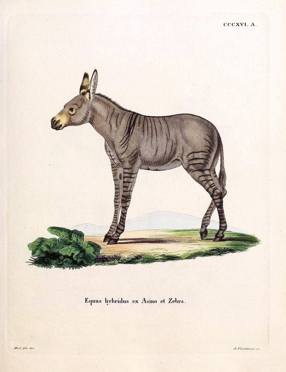 Die SÃ¤ugthiere in Abbildungen nach der Natur /.Erlangen :Expedition des Schreber'schen sÃ¤ugthier- und des Esper'schen Schmetterlingswerkes [etc.,1774]-1846.. |  | Vintage Print Reproduction 473339