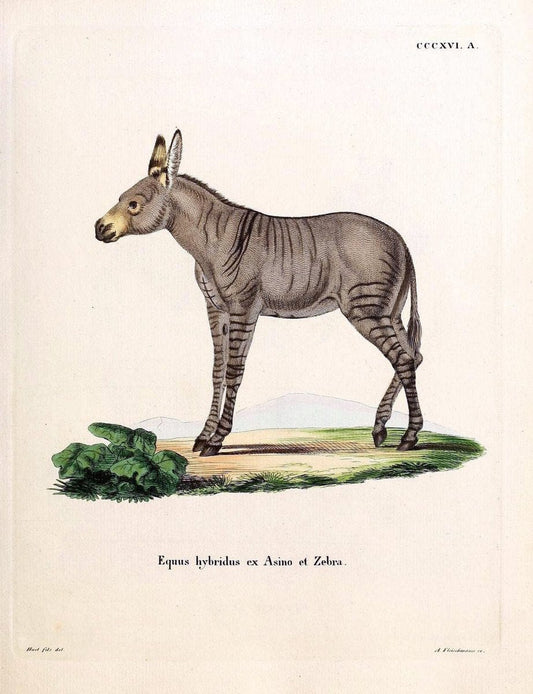 Die SÃ¤ugthiere in Abbildungen nach der Natur /.Erlangen :Expedition des Schreber'schen sÃ¤ugthier- und des Esper'schen Schmetterlingswerkes [etc.,1774]-1846.. |  | Vintage Print Reproduction 473339