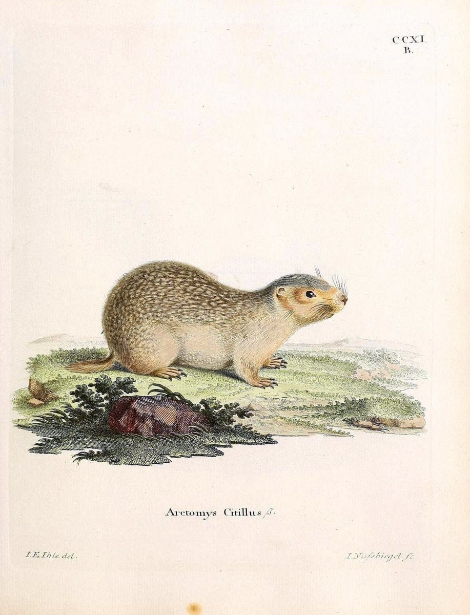Die SÃ¤ugthiere in Abbildungen nach der Natur /.Erlangen :Expedition des Schreber'schen sÃ¤ugthier- und des Esper'schen Schmetterlingswerkes [etc.,1774]-1846.. |  | Vintage Print Reproduction 473340