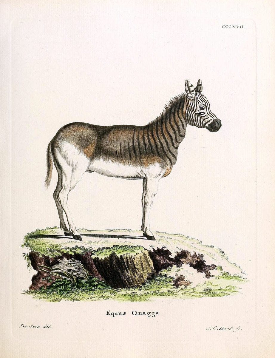 Die SÃ¤ugthiere in Abbildungen nach der Natur /.Erlangen :Expedition des Schreber'schen sÃ¤ugthier- und des Esper'schen Schmetterlingswerkes [etc.,1774]-1846.. |  | Vintage Print Reproduction 473341