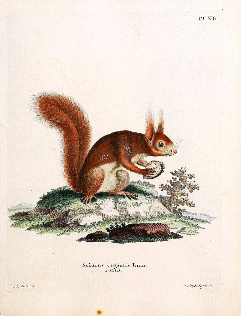 Die SÃ¤ugthiere in Abbildungen nach der Natur /.Erlangen :Expedition des Schreber'schen sÃ¤ugthier- und des Esper'schen Schmetterlingswerkes [etc.,1774]-1846.. |  | Vintage Print Reproduction 473342