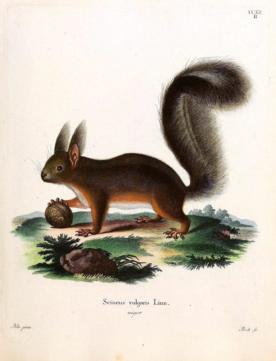 Die SÃ¤ugthiere in Abbildungen nach der Natur /.Erlangen :Expedition des Schreber'schen sÃ¤ugthier- und des Esper'schen Schmetterlingswerkes [etc.,1774]-1846.. |  | Vintage Print Reproduction 473343