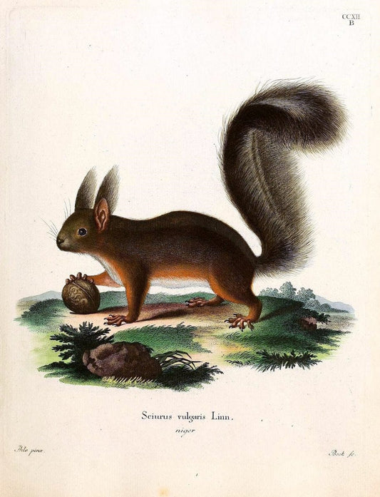 Die SÃ¤ugthiere in Abbildungen nach der Natur /.Erlangen :Expedition des Schreber'schen sÃ¤ugthier- und des Esper'schen Schmetterlingswerkes [etc.,1774]-1846.. |  | Vintage Print Reproduction 473343
