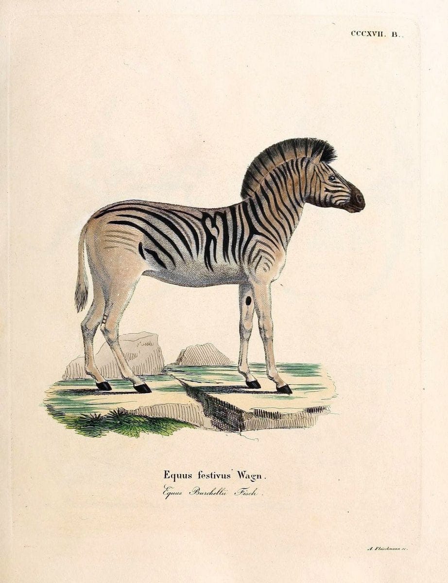 Die SÃ¤ugthiere in Abbildungen nach der Natur /.Erlangen :Expedition des Schreber'schen sÃ¤ugthier- und des Esper'schen Schmetterlingswerkes [etc.,1774]-1846.. |  | Vintage Print Reproduction 473344