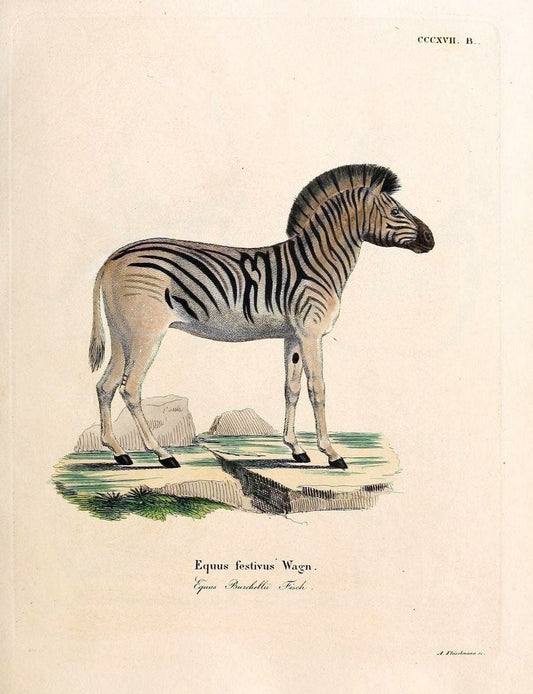 Die SÃ¤ugthiere in Abbildungen nach der Natur /.Erlangen :Expedition des Schreber'schen sÃ¤ugthier- und des Esper'schen Schmetterlingswerkes [etc.,1774]-1846.. |  | Vintage Print Reproduction 473344