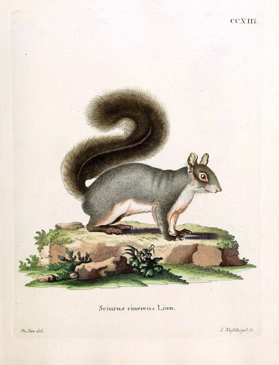 Die SÃ¤ugthiere in Abbildungen nach der Natur /.Erlangen :Expedition des Schreber'schen sÃ¤ugthier- und des Esper'schen Schmetterlingswerkes [etc.,1774]-1846.. |  | Vintage Print Reproduction 473345