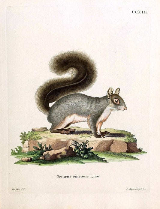 Die SÃ¤ugthiere in Abbildungen nach der Natur /.Erlangen :Expedition des Schreber'schen sÃ¤ugthier- und des Esper'schen Schmetterlingswerkes [etc.,1774]-1846.. |  | Vintage Print Reproduction 473345