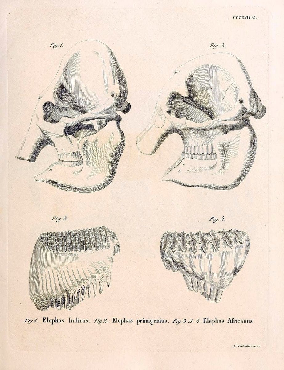 Die SÃ¤ugthiere in Abbildungen nach der Natur /.Erlangen :Expedition des Schreber'schen sÃ¤ugthier- und des Esper'schen Schmetterlingswerkes [etc.,1774]-1846.. |  | Vintage Print Reproduction 473346
