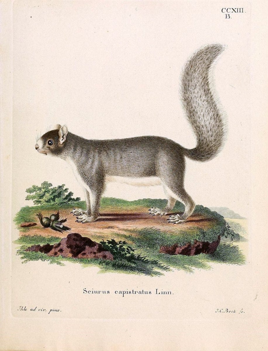 Die SÃ¤ugthiere in Abbildungen nach der Natur /.Erlangen :Expedition des Schreber'schen sÃ¤ugthier- und des Esper'schen Schmetterlingswerkes [etc.,1774]-1846.. |  | Vintage Print Reproduction 473347