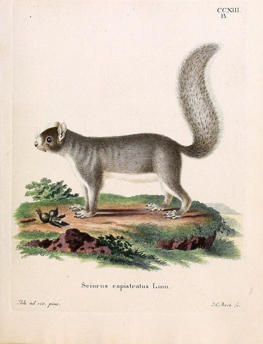 Die SÃ¤ugthiere in Abbildungen nach der Natur /.Erlangen :Expedition des Schreber'schen sÃ¤ugthier- und des Esper'schen Schmetterlingswerkes [etc.,1774]-1846.. |  | Vintage Print Reproduction 473347