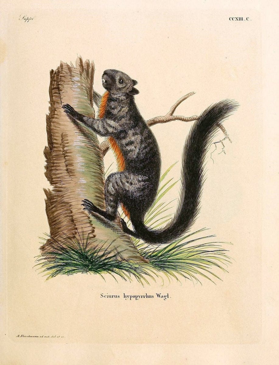 Die SÃ¤ugthiere in Abbildungen nach der Natur /.Erlangen :Expedition des Schreber'schen sÃ¤ugthier- und des Esper'schen Schmetterlingswerkes [etc.,1774]-1846.. |  | Vintage Print Reproduction 473349