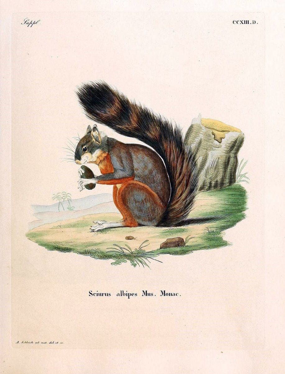 Die SÃ¤ugthiere in Abbildungen nach der Natur /.Erlangen :Expedition des Schreber'schen sÃ¤ugthier- und des Esper'schen Schmetterlingswerkes [etc.,1774]-1846.. |  | Vintage Print Reproduction 473351