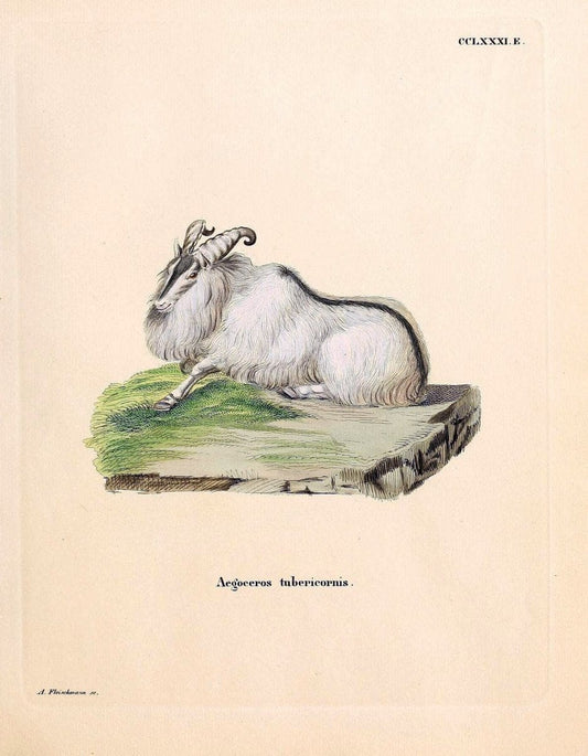 Die SÃ¤ugthiere in Abbildungen nach der Natur /.Erlangen :Expedition des Schreber'schen sÃ¤ugthier- und des Esper'schen Schmetterlingswerkes [etc.,1774]-1846.. |  | Vintage Print Reproduction 473352
