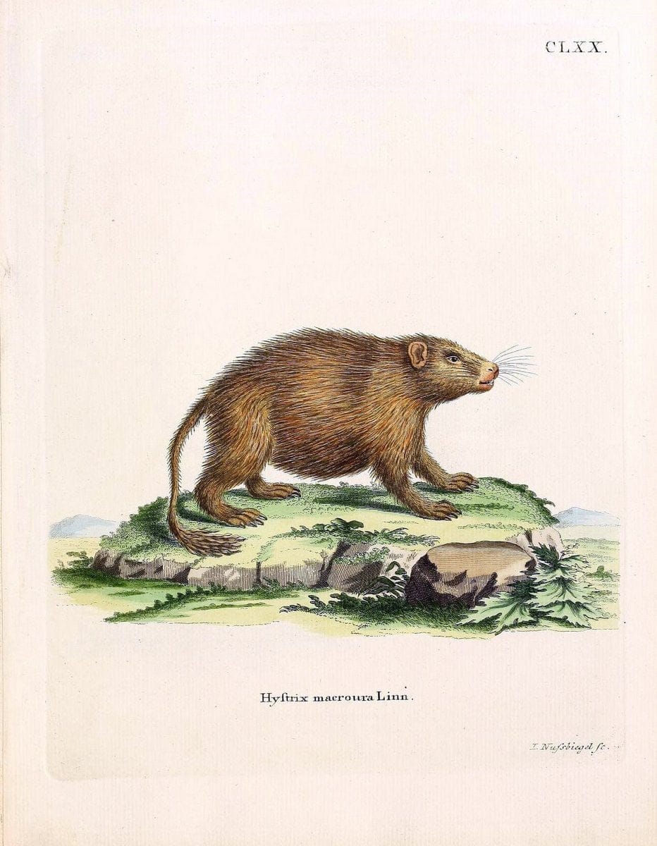 Die SÃ¤ugthiere in Abbildungen nach der Natur /.Erlangen :Expedition des Schreber'schen sÃ¤ugthier- und des Esper'schen Schmetterlingswerkes [etc.,1774]-1846.. |  | Vintage Print Reproduction 473353