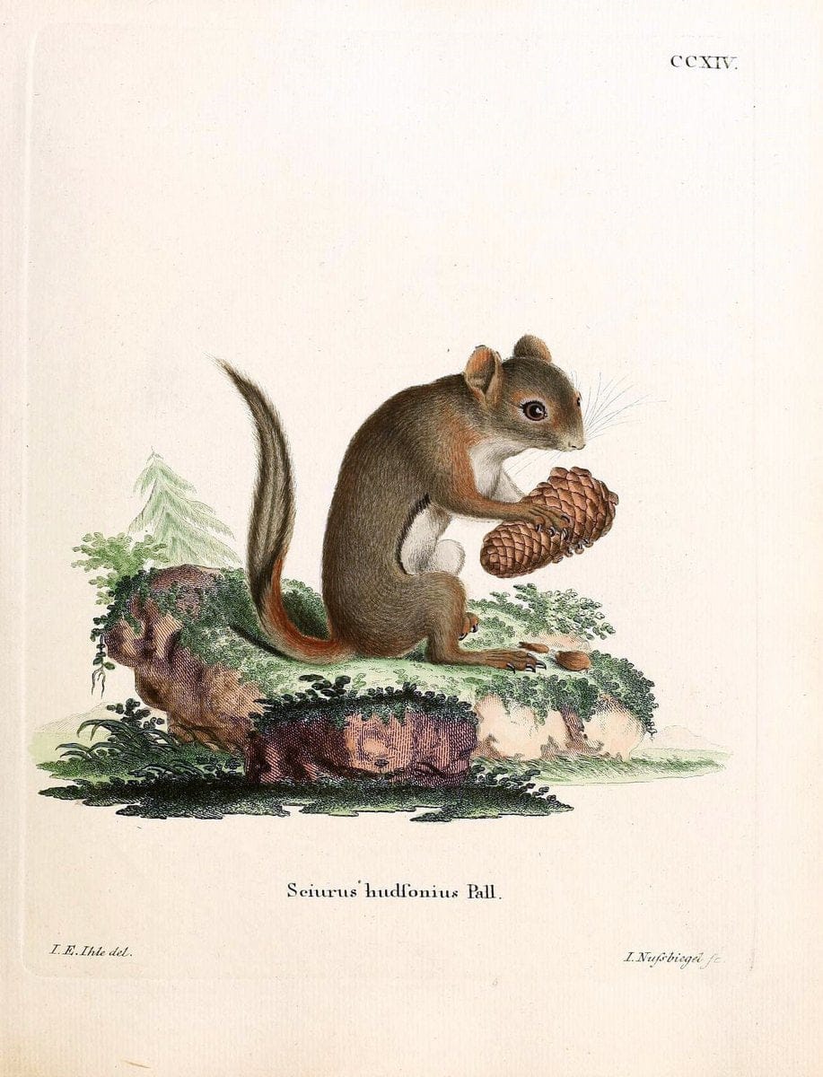 Die SÃ¤ugthiere in Abbildungen nach der Natur /.Erlangen :Expedition des Schreber'schen sÃ¤ugthier- und des Esper'schen Schmetterlingswerkes [etc.,1774]-1846.. |  | Vintage Print Reproduction 473355