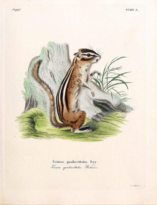 Die SÃ¤ugthiere in Abbildungen nach der Natur /.Erlangen :Expedition des Schreber'schen sÃ¤ugthier- und des Esper'schen Schmetterlingswerkes [etc.,1774]-1846.. |  | Vintage Print Reproduction 473356