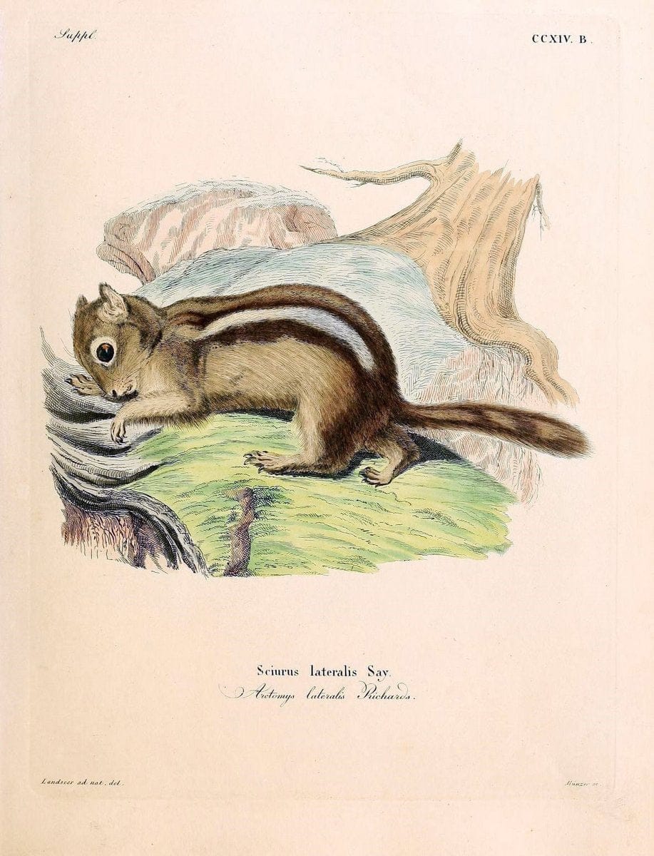 Die SÃ¤ugthiere in Abbildungen nach der Natur /.Erlangen :Expedition des Schreber'schen sÃ¤ugthier- und des Esper'schen Schmetterlingswerkes [etc.,1774]-1846.. |  | Vintage Print Reproduction 473357