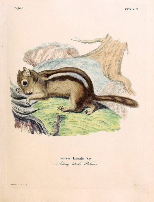 Die SÃ¤ugthiere in Abbildungen nach der Natur /.Erlangen :Expedition des Schreber'schen sÃ¤ugthier- und des Esper'schen Schmetterlingswerkes [etc.,1774]-1846.. |  | Vintage Print Reproduction 473357