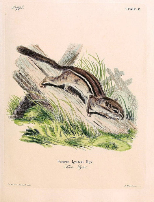 Die SÃ¤ugthiere in Abbildungen nach der Natur /.Erlangen :Expedition des Schreber'schen sÃ¤ugthier- und des Esper'schen Schmetterlingswerkes [etc.,1774]-1846.. |  | Vintage Print Reproduction 473358