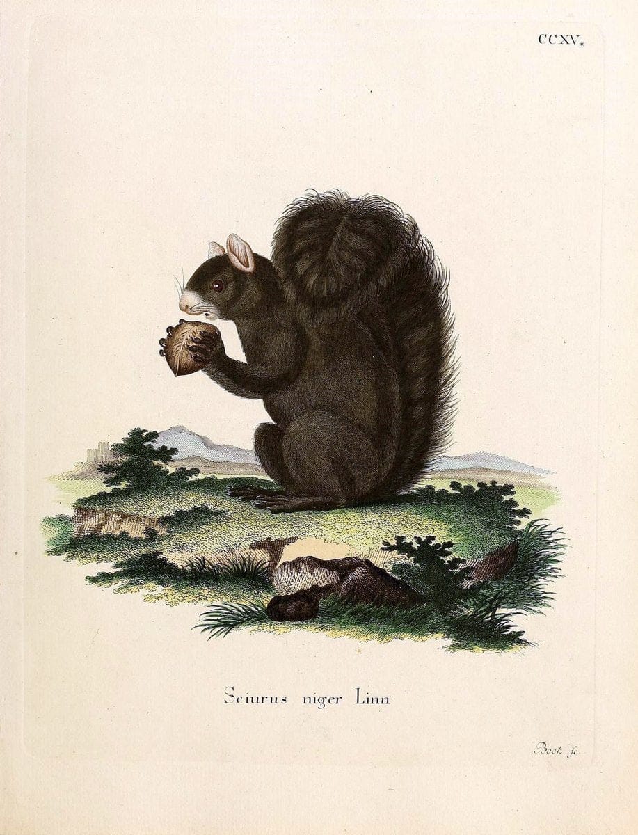 Die SÃ¤ugthiere in Abbildungen nach der Natur /.Erlangen :Expedition des Schreber'schen sÃ¤ugthier- und des Esper'schen Schmetterlingswerkes [etc.,1774]-1846.. |  | Vintage Print Reproduction 473359