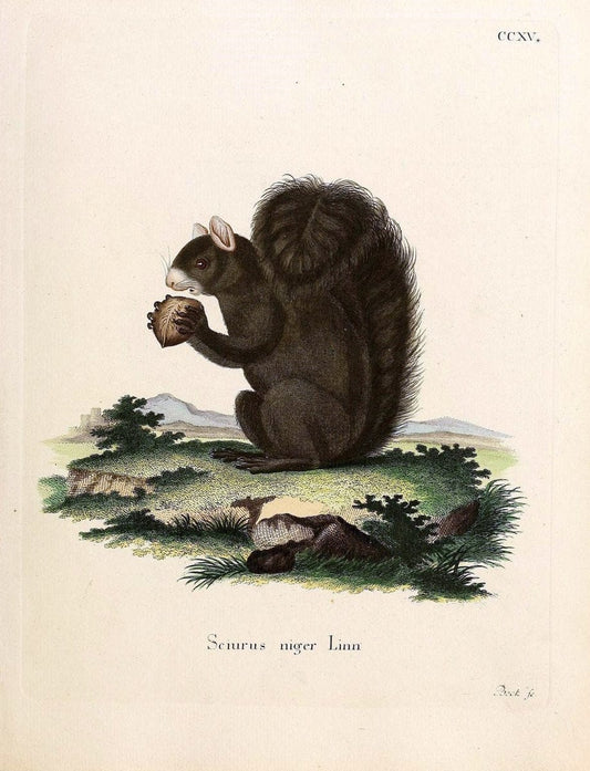 Die SÃ¤ugthiere in Abbildungen nach der Natur /.Erlangen :Expedition des Schreber'schen sÃ¤ugthier- und des Esper'schen Schmetterlingswerkes [etc.,1774]-1846.. |  | Vintage Print Reproduction 473359