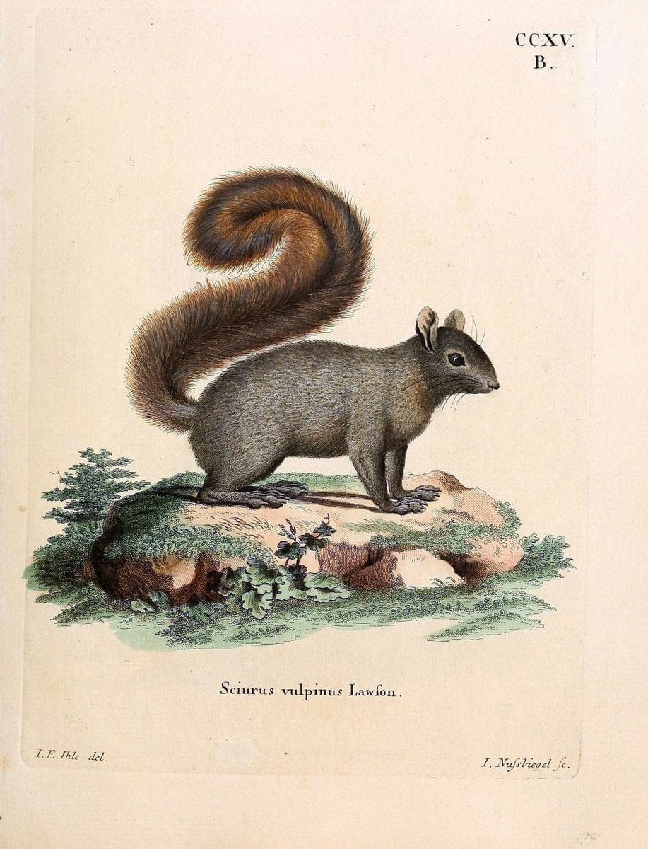 Die SÃ¤ugthiere in Abbildungen nach der Natur /.Erlangen :Expedition des Schreber'schen sÃ¤ugthier- und des Esper'schen Schmetterlingswerkes [etc.,1774]-1846.. |  | Vintage Print Reproduction 473360