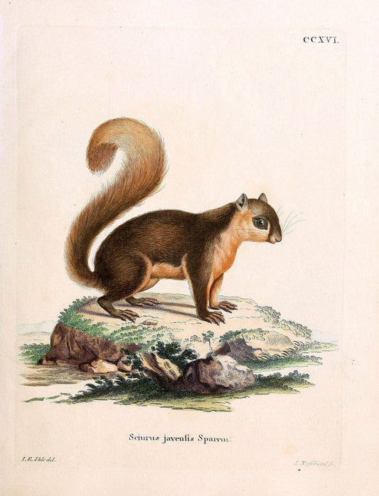 Die SÃ¤ugthiere in Abbildungen nach der Natur /.Erlangen :Expedition des Schreber'schen sÃ¤ugthier- und des Esper'schen Schmetterlingswerkes [etc.,1774]-1846.. |  | Vintage Print Reproduction 473361