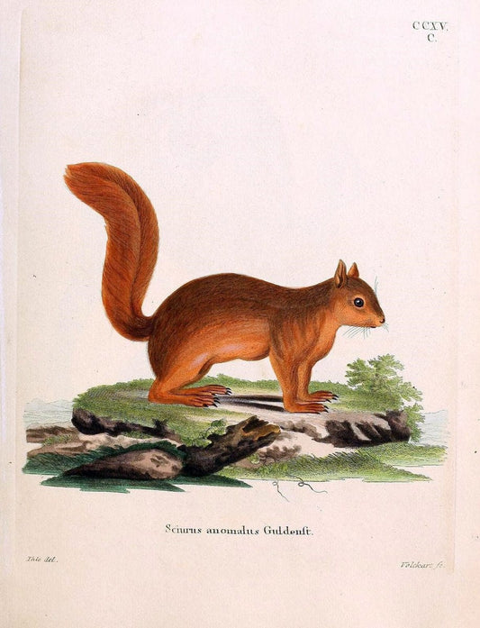 Die SÃ¤ugthiere in Abbildungen nach der Natur /.Erlangen :Expedition des Schreber'schen sÃ¤ugthier- und des Esper'schen Schmetterlingswerkes [etc.,1774]-1846.. |  | Vintage Print Reproduction 473362