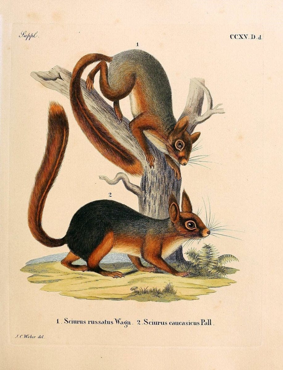 Die SÃ¤ugthiere in Abbildungen nach der Natur /.Erlangen :Expedition des Schreber'schen sÃ¤ugthier- und des Esper'schen Schmetterlingswerkes [etc.,1774]-1846.. |  | Vintage Print Reproduction 473363