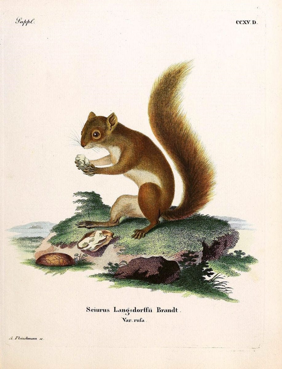 Die SÃ¤ugthiere in Abbildungen nach der Natur /.Erlangen :Expedition des Schreber'schen sÃ¤ugthier- und des Esper'schen Schmetterlingswerkes [etc.,1774]-1846.. |  | Vintage Print Reproduction 473364