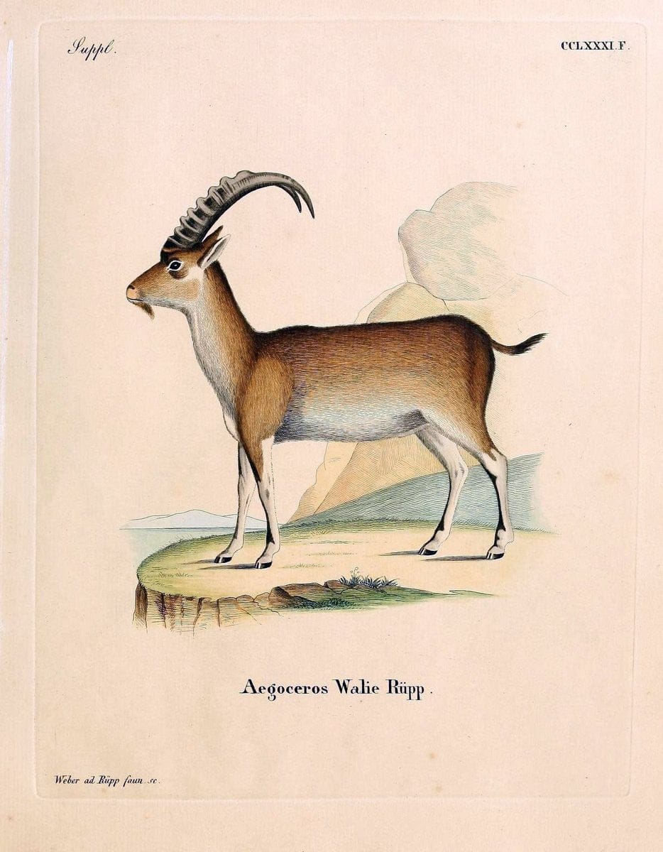 Die SÃ¤ugthiere in Abbildungen nach der Natur /.Erlangen :Expedition des Schreber'schen sÃ¤ugthier- und des Esper'schen Schmetterlingswerkes [etc.,1774]-1846.. |  | Vintage Print Reproduction 473365