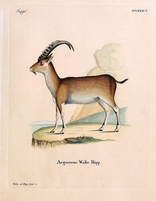 Die SÃ¤ugthiere in Abbildungen nach der Natur /.Erlangen :Expedition des Schreber'schen sÃ¤ugthier- und des Esper'schen Schmetterlingswerkes [etc.,1774]-1846.. |  | Vintage Print Reproduction 473365