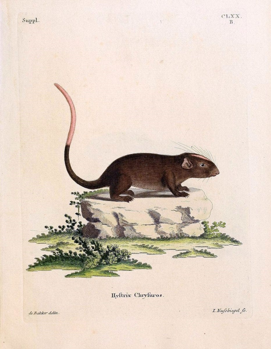 Die SÃ¤ugthiere in Abbildungen nach der Natur /.Erlangen :Expedition des Schreber'schen sÃ¤ugthier- und des Esper'schen Schmetterlingswerkes [etc.,1774]-1846.. |  | Vintage Print Reproduction 473366