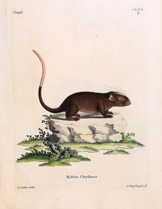 Die SÃ¤ugthiere in Abbildungen nach der Natur /.Erlangen :Expedition des Schreber'schen sÃ¤ugthier- und des Esper'schen Schmetterlingswerkes [etc.,1774]-1846.. |  | Vintage Print Reproduction 473366