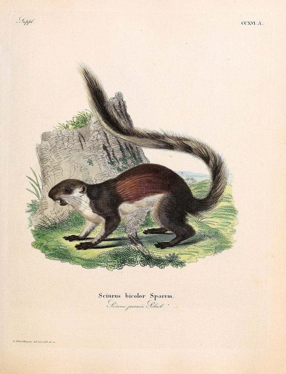Die SÃ¤ugthiere in Abbildungen nach der Natur /.Erlangen :Expedition des Schreber'schen sÃ¤ugthier- und des Esper'schen Schmetterlingswerkes [etc.,1774]-1846.. |  | Vintage Print Reproduction 473367