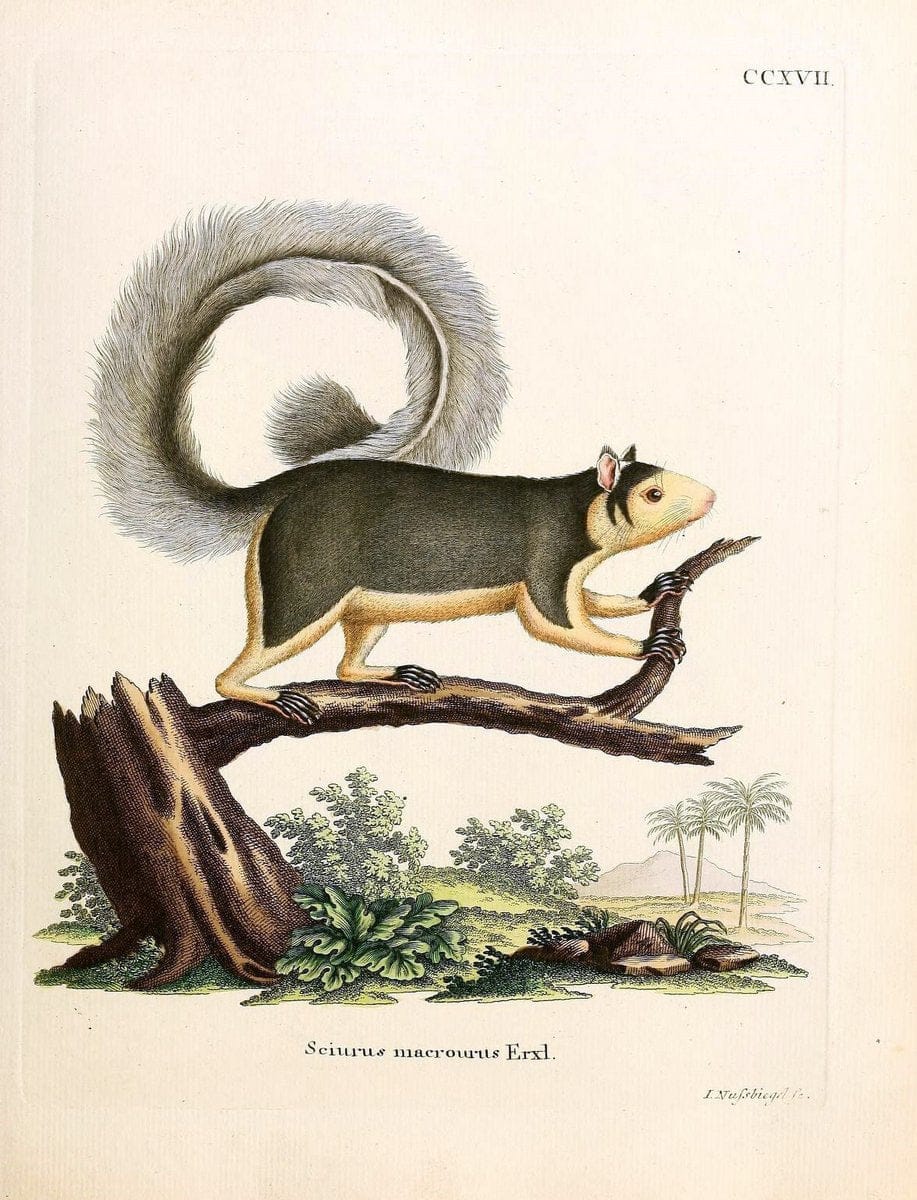 Die SÃ¤ugthiere in Abbildungen nach der Natur /.Erlangen :Expedition des Schreber'schen sÃ¤ugthier- und des Esper'schen Schmetterlingswerkes [etc.,1774]-1846.. |  | Vintage Print Reproduction 473368