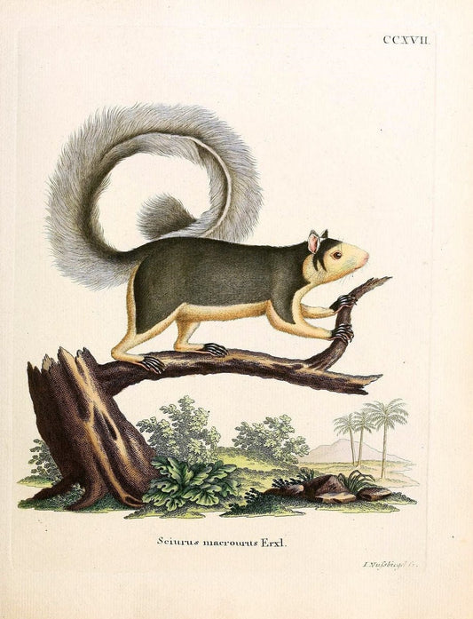 Die SÃ¤ugthiere in Abbildungen nach der Natur /.Erlangen :Expedition des Schreber'schen sÃ¤ugthier- und des Esper'schen Schmetterlingswerkes [etc.,1774]-1846.. |  | Vintage Print Reproduction 473368