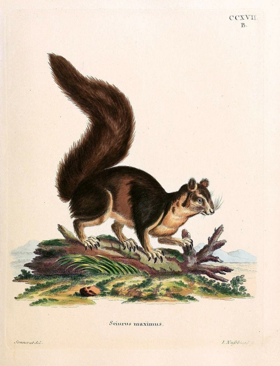 Die SÃ¤ugthiere in Abbildungen nach der Natur /.Erlangen :Expedition des Schreber'schen sÃ¤ugthier- und des Esper'schen Schmetterlingswerkes [etc.,1774]-1846.. |  | Vintage Print Reproduction 473369