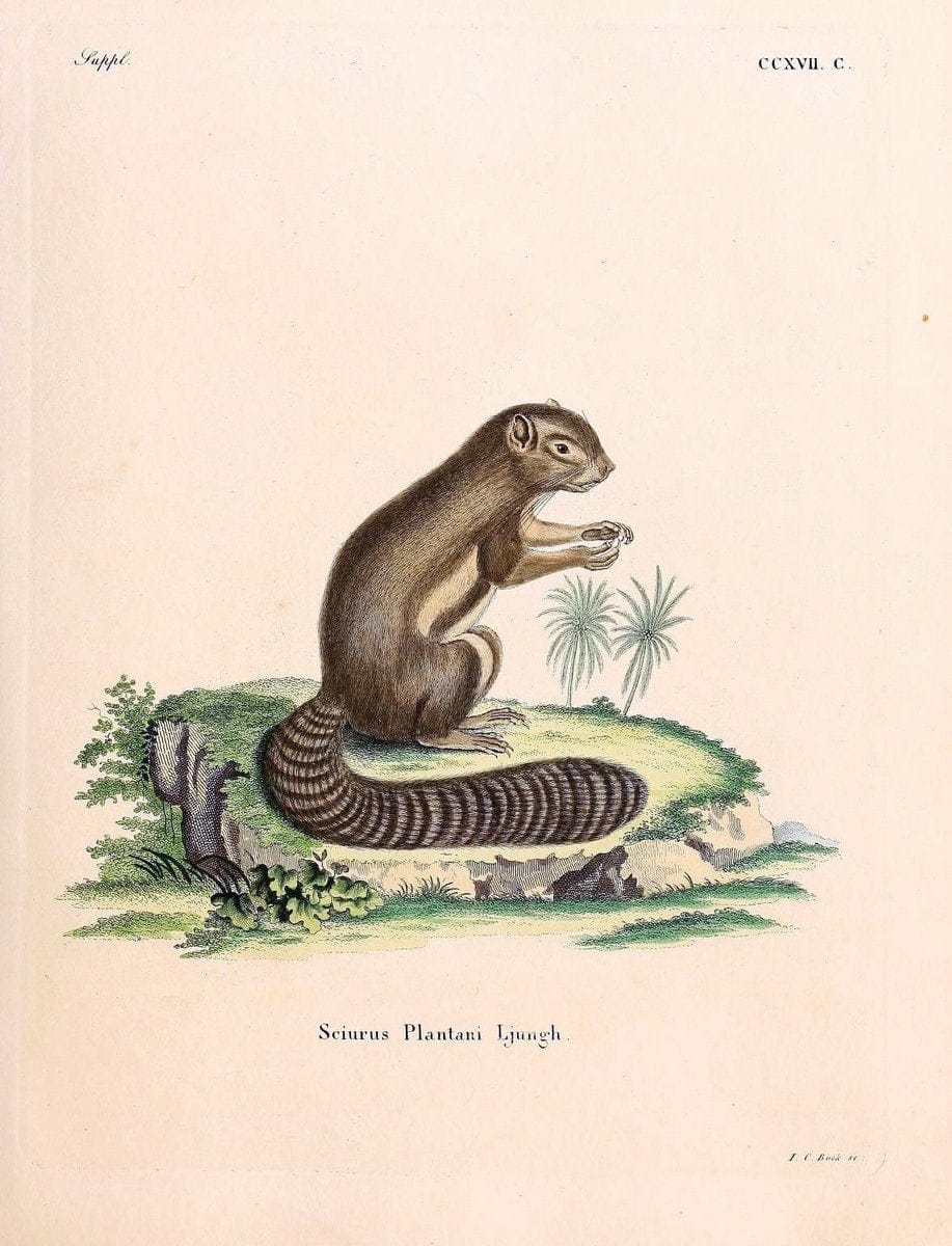 Die SÃ¤ugthiere in Abbildungen nach der Natur /.Erlangen :Expedition des Schreber'schen sÃ¤ugthier- und des Esper'schen Schmetterlingswerkes [etc.,1774]-1846.. |  | Vintage Print Reproduction 473370