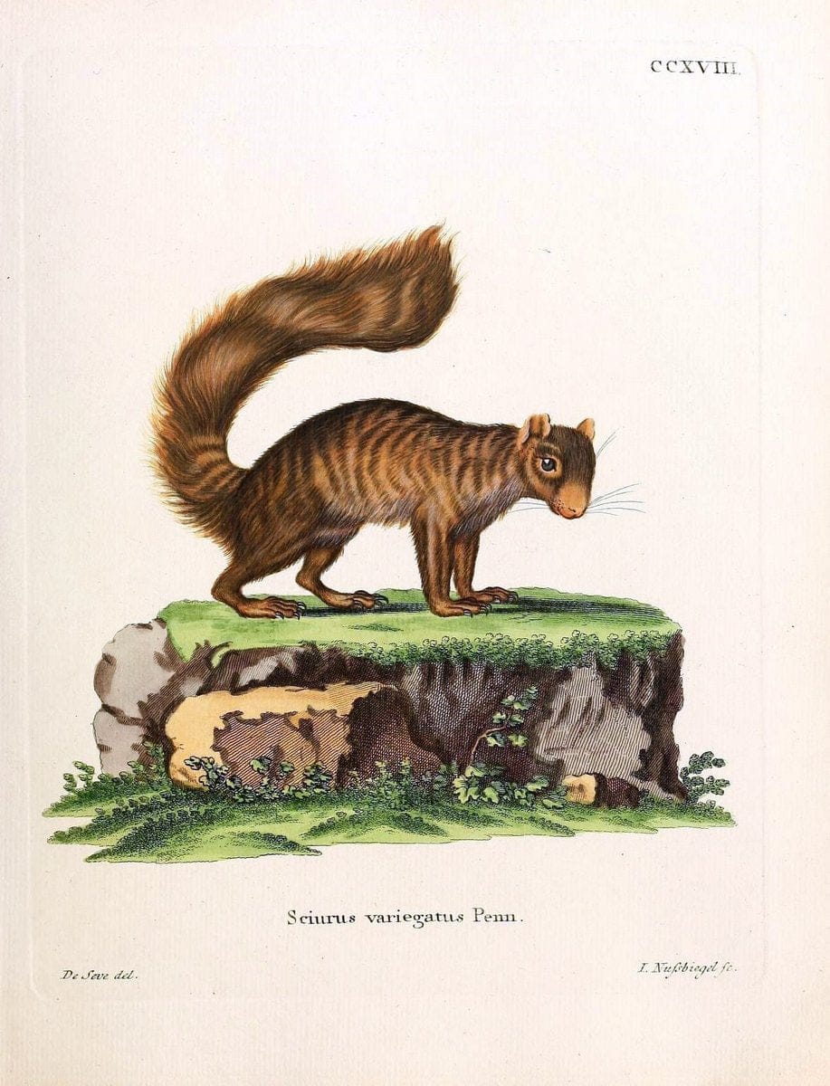 Die SÃ¤ugthiere in Abbildungen nach der Natur /.Erlangen :Expedition des Schreber'schen sÃ¤ugthier- und des Esper'schen Schmetterlingswerkes [etc.,1774]-1846.. |  | Vintage Print Reproduction 473371