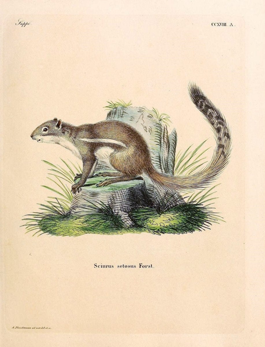 Die SÃ¤ugthiere in Abbildungen nach der Natur /.Erlangen :Expedition des Schreber'schen sÃ¤ugthier- und des Esper'schen Schmetterlingswerkes [etc.,1774]-1846.. |  | Vintage Print Reproduction 473372