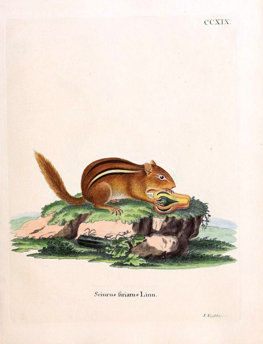 Die SÃ¤ugthiere in Abbildungen nach der Natur /.Erlangen :Expedition des Schreber'schen sÃ¤ugthier- und des Esper'schen Schmetterlingswerkes [etc.,1774]-1846.. |  | Vintage Print Reproduction 473373
